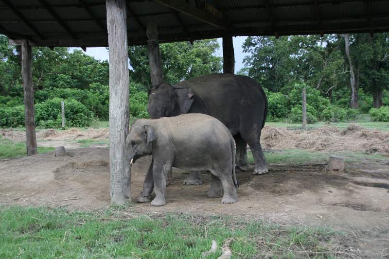 India & Nepal 2011 - 0604